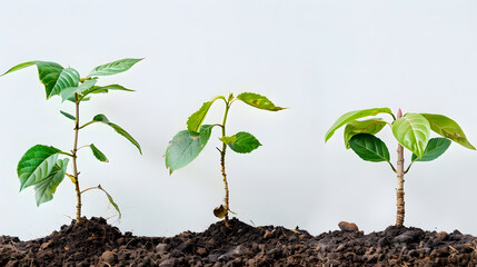 Three stages of tree growth side by side: a sapling, a young tree, and a mature tree.