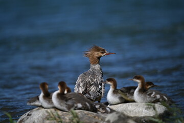 Wall Mural - COMMON MERGANSER duck and ducklings