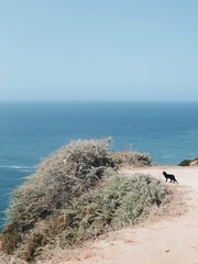 Cat in front of coastal view in Portugal