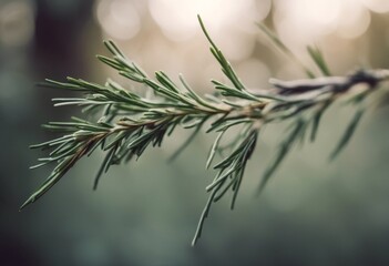 Wall Mural - treebranch eating garnish green closeup tied drink freshness fresh clean althy rosemary twigs