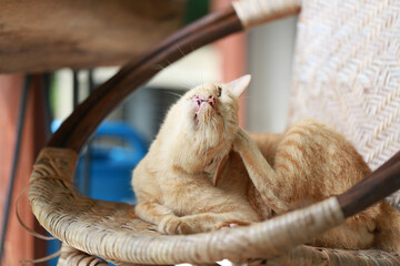 Wall Mural - Cute ginger cat lying in the basket. Selective focus.