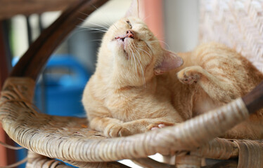 Wall Mural - Cute ginger cat lying in the basket. Selective focus.