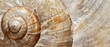 © Starlight - Panoramic close-up, high detail scan of moon snail shell texture, Generative AI