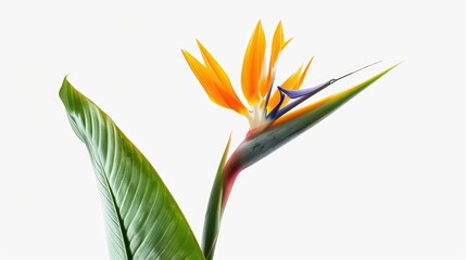 Sticker - Strelitzia reginae flower isolated on white background