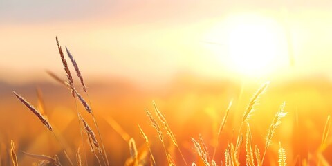 Wall Mural - Radiant sunset over undulating grass with sun flare in view. Concept Sunset, Nature, Grass, Sun Flare, Radiant