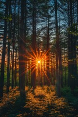 Poster - Golden Rays Illuminating a Forest Path