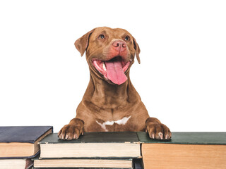 Wall Mural - Cute dog and old books. Close-up, indoors, studio shot. Isolated background. Concept of care, education, obedience training and raising of pets