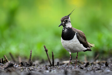 Poster - Northern lapwing bird close up ( Vanellus vanellus )