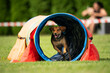 © Monika - Dog racing in agility. Running dogs over obstacles.