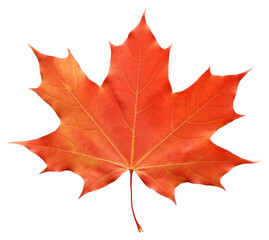 Sticker - PNG Maple leaf maple plant tree.