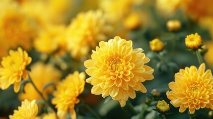 Canvas Print - Symbolic meaning of yellow chrysanthemum in different cultures