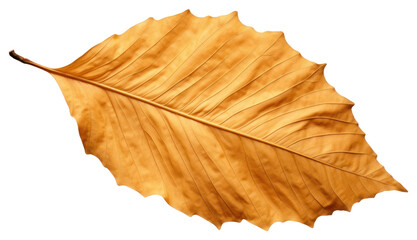Wall Mural - png leaf plant tree fragility.