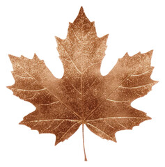 Canvas Print - PNG Brown maple leaf icon plant tree white background.