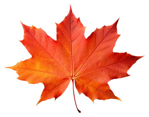 Sticker - PNG Maple leaves plant leaf tree.