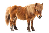 Pony on transparent background