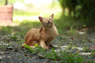 Wall Mural - Ginger cat in garden with sunlight