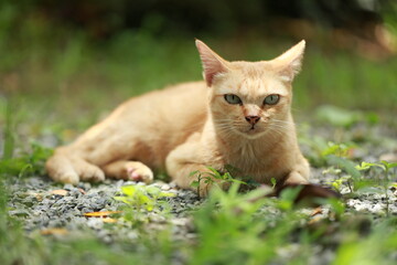 Wall Mural - Ginger cat in garden with sunlight