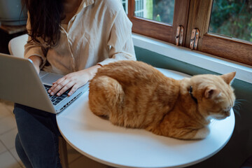 woman working from home with cat. cat asleep on the laptop keyboard. assistant cat working at Laptop