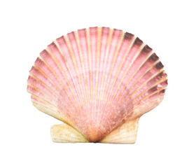 Bivalve scallop shell closed up isolated on white. Beautiful sea living organism is edible mussel.