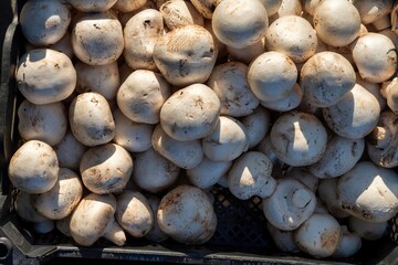 Wall Mural - Close-Up of White Mushrooms in a Crate