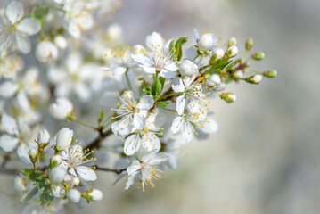 cherry blossom branch in the garden in spring