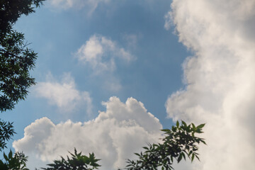 Wall Mural - fluffy clouds on a background in the blue sky, blank for design with green tree branches in the fore