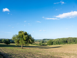 Canvas Print - hay bales in grass fields of french champagne ardennes region