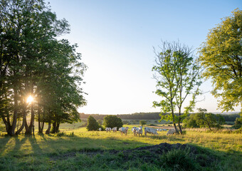 Poster - white cows in rural landscape of french ardennes at sunset