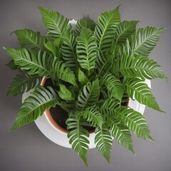 Wall Mural - Top view of potted houseplant - boston fern