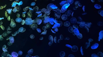 glowing jellyfish swimming gracefully in a dark aquarium tank under colorful lights