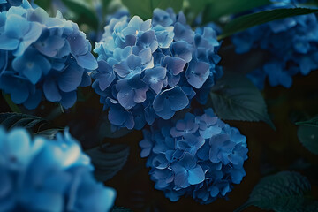 Wall Mural - beautiful blue hydrangea flowers in the garden