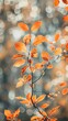 © Denys - Warm sunlight filters through vibrant autumn leaves, casting a golden glow and creating beautiful bokeh. Close-up view of nature's fall beauty in yellow and red hues