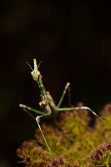 Wall Mural - Praying mantis. Close-up photo. Dark ature background. 