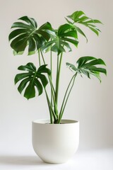 A modern, chic Monstera plant in a white pot against a plain background