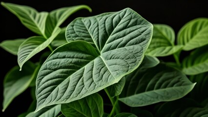 Canvas Print -  Vibrant green leaves in closeup perfect for naturethemed designs