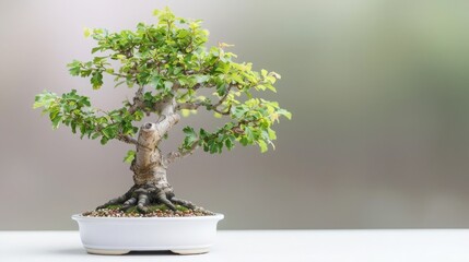 Wall Mural - A beautiful bonsai tree in a white pot displayed on a smooth surface, highlighting the art of miniature tree cultivation.