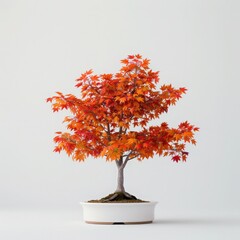 Wall Mural - Beautiful bonsai tree with vibrant red and orange autumn leaves in a white ceramic pot, set against a clean, white background.