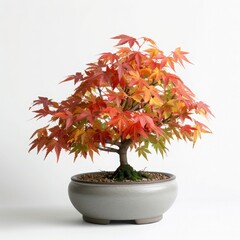beautiful japanese maple bonsai tree in a ceramic pot with vibrant autumn foliage on a white backgro