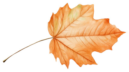 Canvas Print - PNG A leaf autumn plant tree.