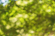 © Po - Horizontal shot of blurred green background vegetation of tree leaves on summer sunny day. Green natural environment and ecology safety