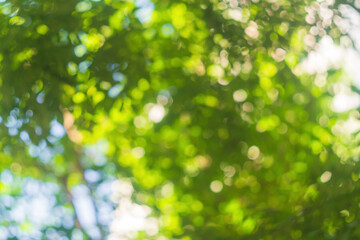 Wall Mural - blank for a design with blurred tree crowns with leaves and sun rays with a bokeh effect.