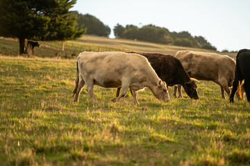 Wall Mural - Beef cows and calves grazing on grass in a free range field, in Australia. eating hay and silage. breeds include murray grey, angus and wagyu