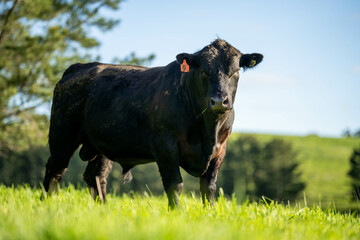 Stud beef angus and wagyu cows in a field on a farm in England. English cattle in a meadow grazing on pasture in springtime. Green grass growing in a paddock on a sustainable agricultural ranch.