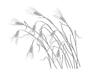 Wall Mural - ripe wheat ears outline drawing