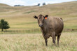 © Phoebe - Stud Beef bulls and cows grazing on grass in a field, in Australia. breeds include speckle park, murray grey, angus, brangus and wagyu. beautiful farming landscape