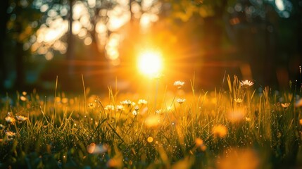 Wall Mural - Golden hour sunlight on peaceful countryside