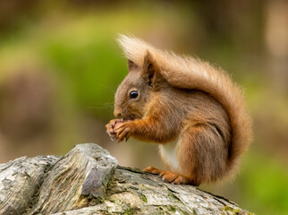 Wall Mural - Red squirrel in the forest eating a nut