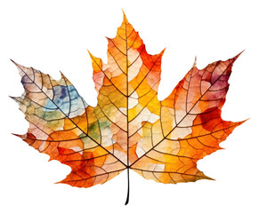 Wall Mural - PNG Fall leaf maple plant tree.