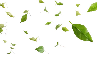 Sticker - PNG Leaves flying backgrounds plant leaf.