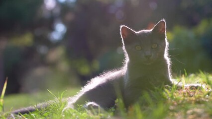 Wall Mural - kitten is playing and fighting
